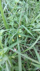 Mecardonia procumbens