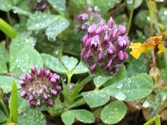 Trifolium dichotomum