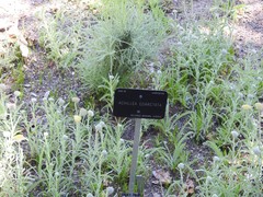 Achillea coarctata