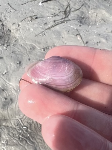 Eurytellina lineata, 2026-08-22