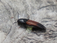 Ampedus balteatus