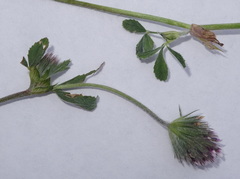 Trifolium dichotomum