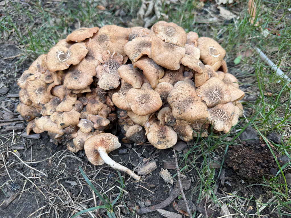 Ringless Honey Mushroom · August 2026 · photo: Photo: (c) Oliver Clarke, some rights reserved (CC BY) · iNaturalist