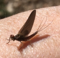 Ephemerella subvaria
