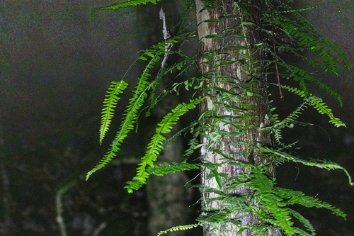 Arthropteris beckleri observed 2026-08-21
