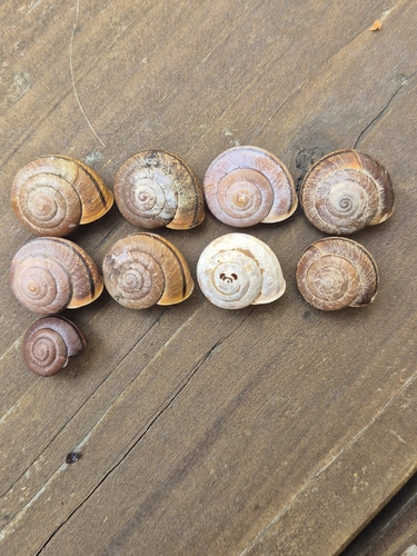Sonoma Shoulderband Snail seen in Sonoma Valley