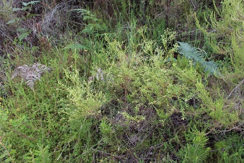 Image of Phylica rubra by (c) Brian du Preez, some rights reserved (CC BY-SA)