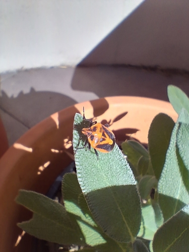 Horehound Bug