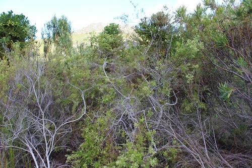 Image of Phylica rubra by (c) Brian du Preez, some rights reserved (CC BY-SA)