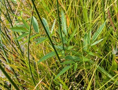 Cicuta douglasii
