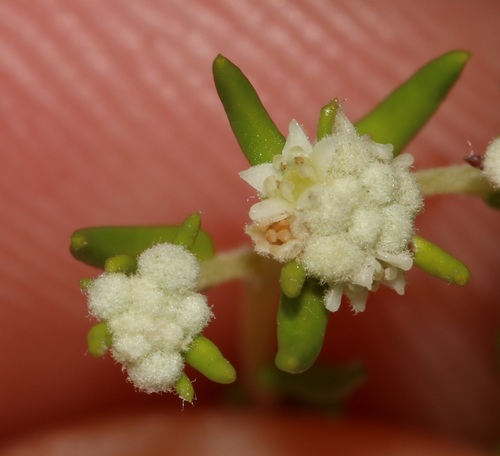 Image of Phylica rubra by (c) Brian du Preez, some rights reserved (CC BY-SA)