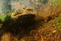 Alasmidonta undulata