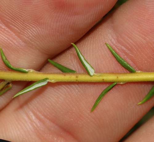 Image of Phylica rubra by (c) Brian du Preez, some rights reserved (CC BY-SA)