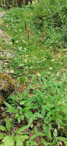 Phyteuma spicatum, photograph 2