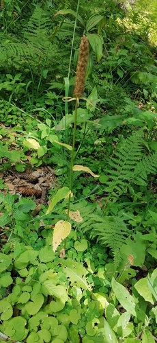 Phyteuma spicatum, photograph 3