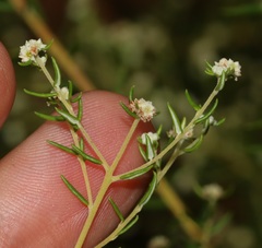 Phylica brachycephala