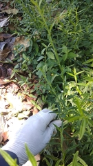 Pseudelephantopus spicatus