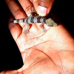 Hemidactylus eniangii