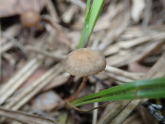 Strobilurus esculentus