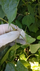 Calopogonium mucunoides