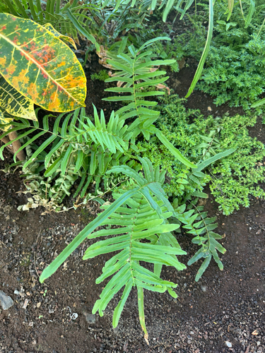 Pteris vittata observed 2026-08-22