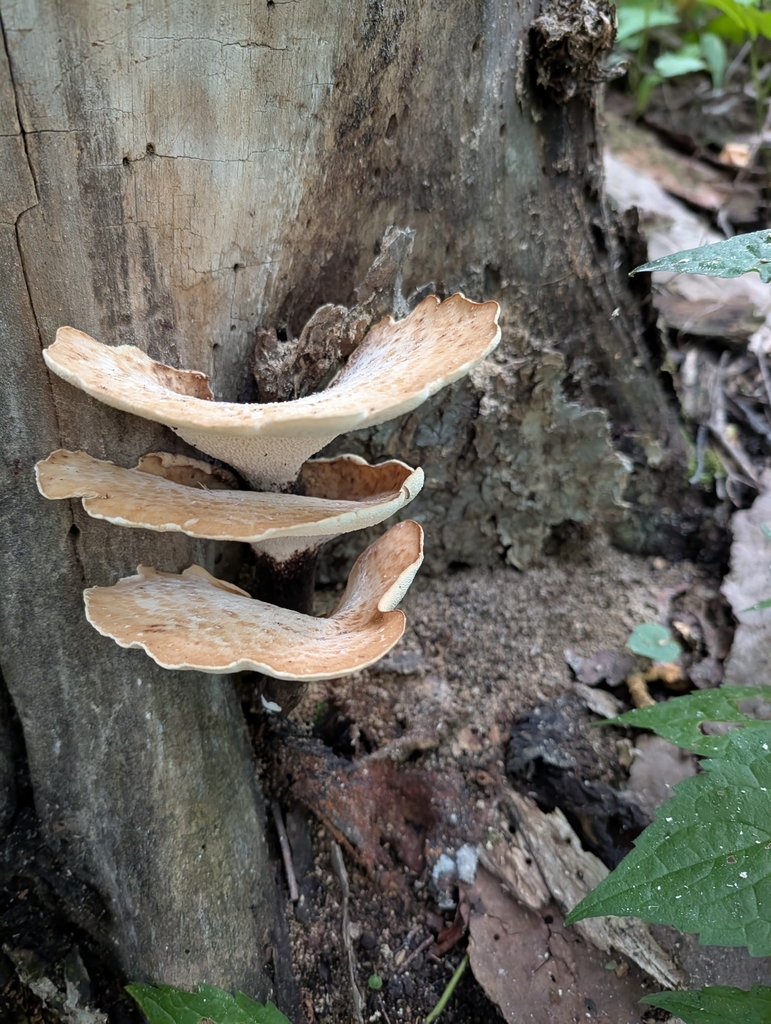 Dryad's Saddle · August 2026 · photo: Photo: (c) Matthew Wehman, some rights reserved (CC BY) · iNaturalist