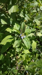 Calopogonium mucunoides