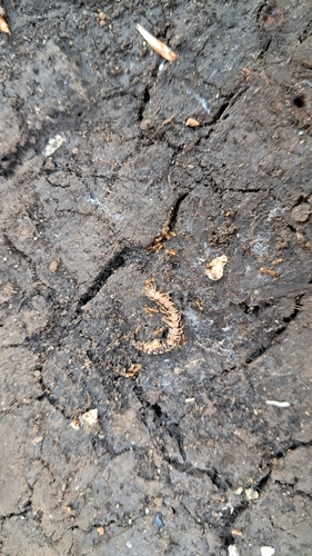 Greenhouse Millipede