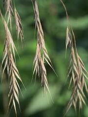 Bromus ramosus, photograph (c) Daniel Cahen, some rights reserved (CC BY)