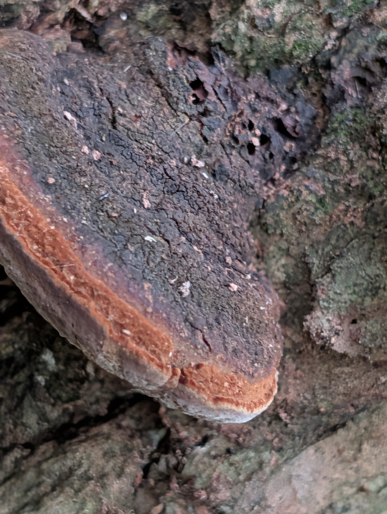 Cracked Cap Polypore · August 2026 · photo: Photo: (c) Matthew Wehman, some rights reserved (CC BY) · iNaturalist