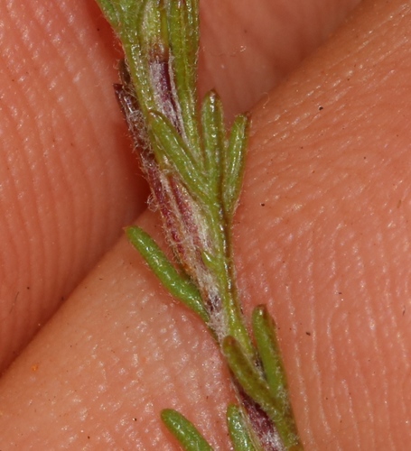 Image of Ursinia trifida by (c) Brian du Preez, some rights reserved (CC BY-SA)