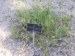 Pseudopodospermum undulatum