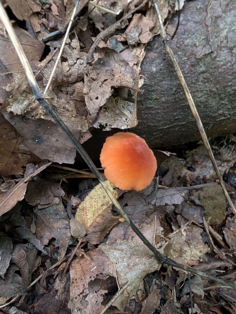 Marasmius sullivantii · August 2026 · photo: Photo: (c) Matthew Wehman, some rights reserved (CC BY) · iNaturalist