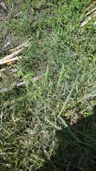 Basilicum polystachyon