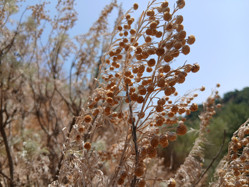 Hedge Artemisia
