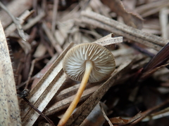 Strobilurus esculentus