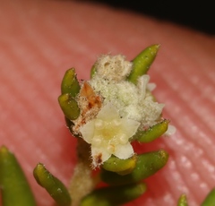 Phylica brachycephala