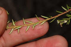 Phylica brachycephala