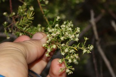 Phylica brachycephala