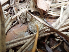 Strobilurus esculentus