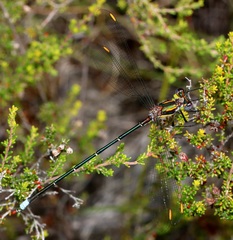 Chlorolestes conspicuus