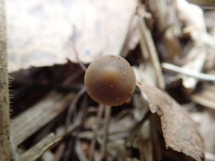 Strobilurus esculentus