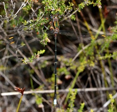 Chlorolestes conspicuus