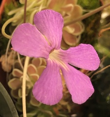 Pinguicula ehlersiae