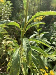 Senecio serratuloides