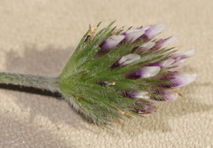 Trifolium dichotomum