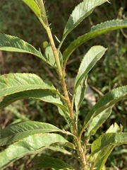 Senecio serratuloides