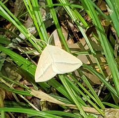 Lychnosea intermicata