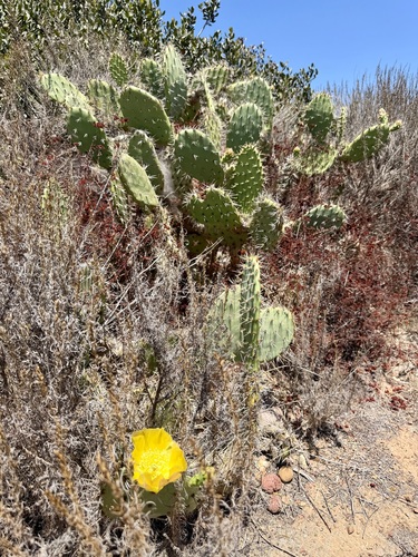 Opuntia littoralis, photograph 6