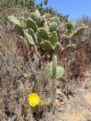 Opuntia littoralis, photograph (c) Henrik Kibak, some rights reserved (CC BY)
